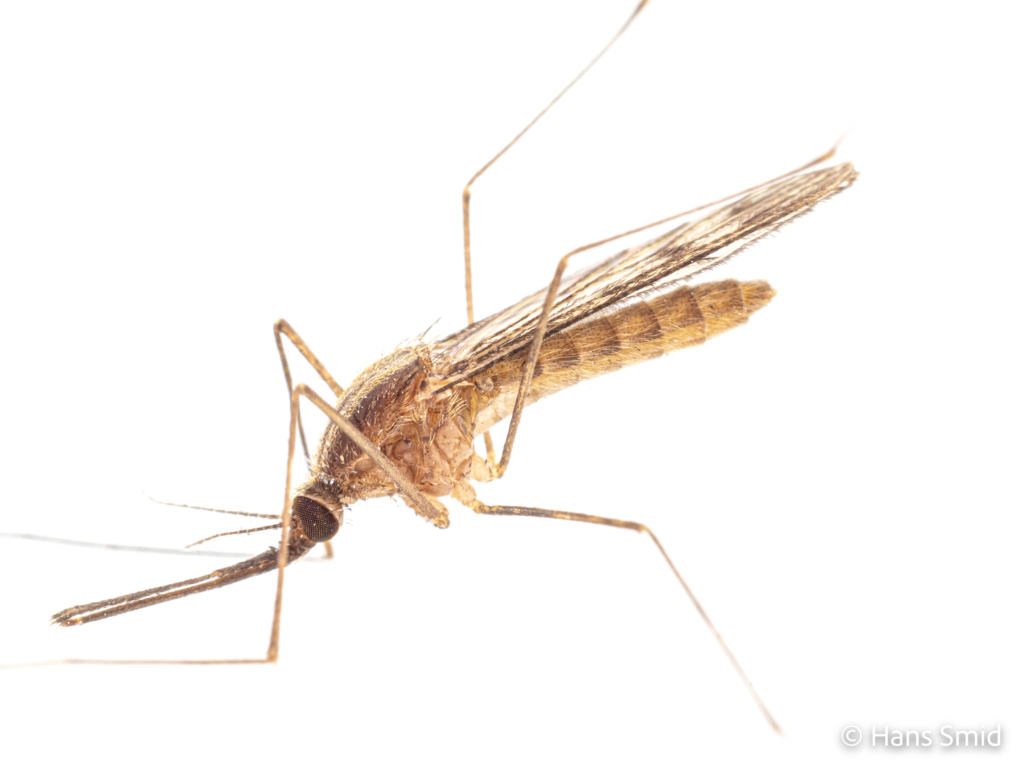 Anopheles maculipennis 004