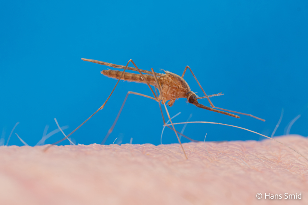 Anopheles maculipennis 005