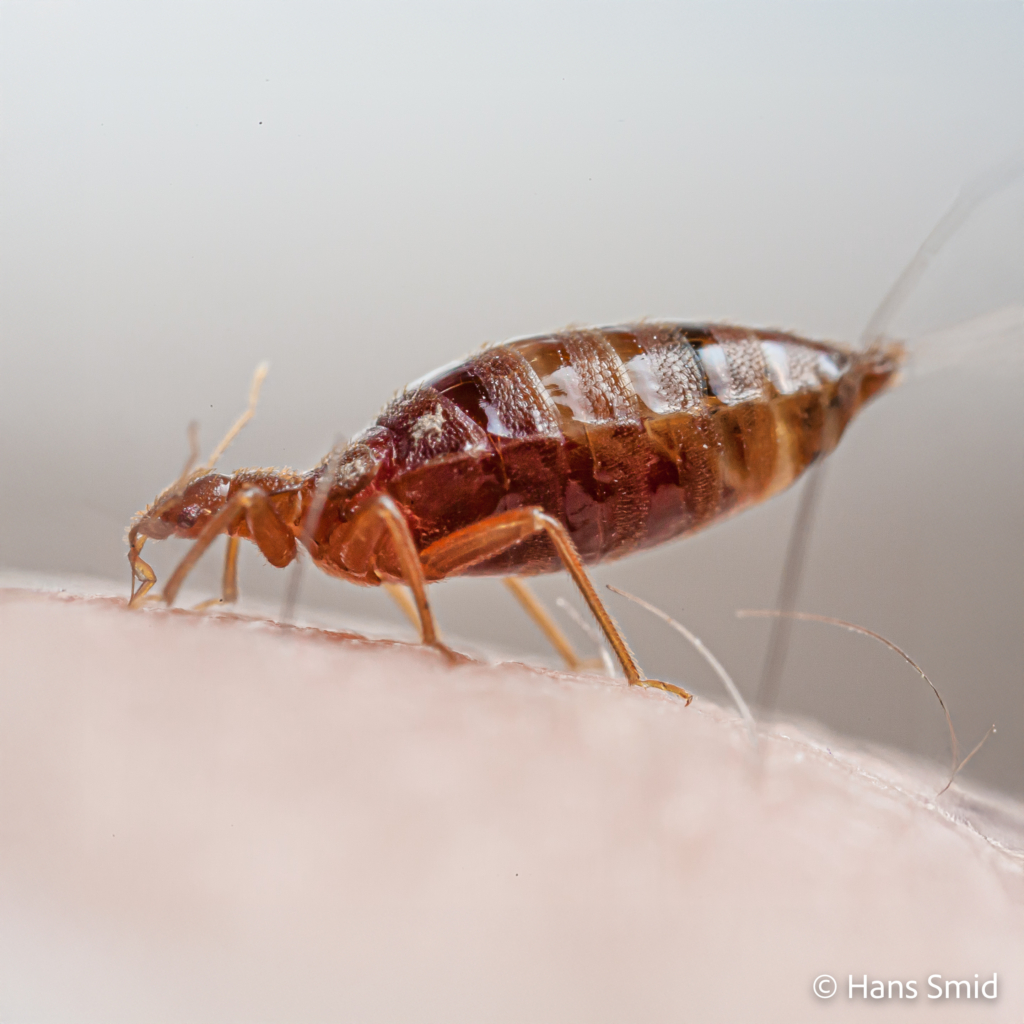 Cimex lectularius Bedbug 001