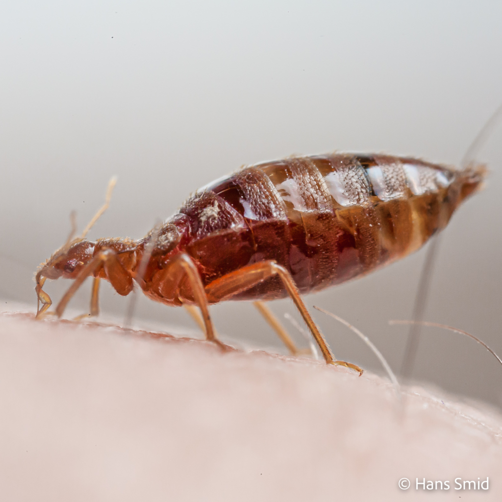 Cimex lectularius Bedbug 002