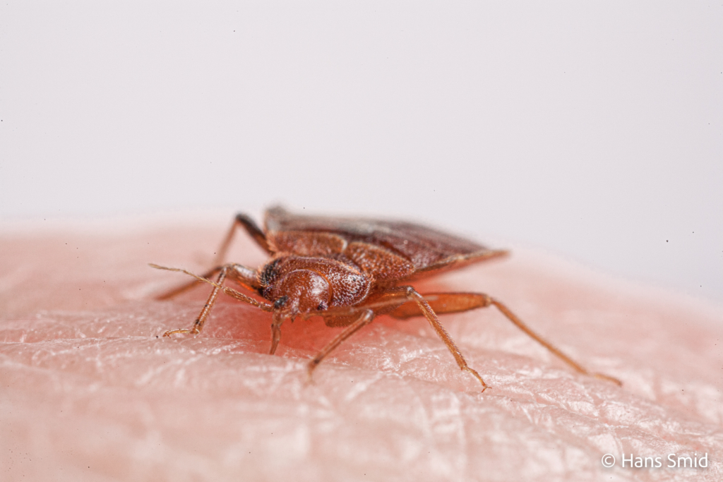 Cimex lectularius Bedbug 003