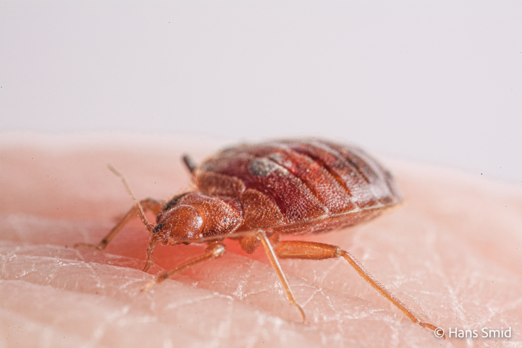 Cimex lectularius Bedbug 004