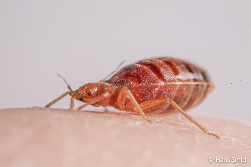 Cimex lectularius Bedbug 005