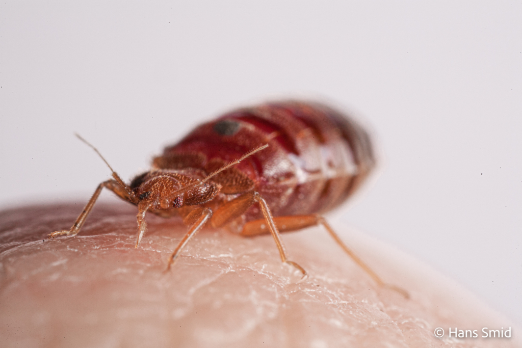 Cimex lectularius Bedbug 006
