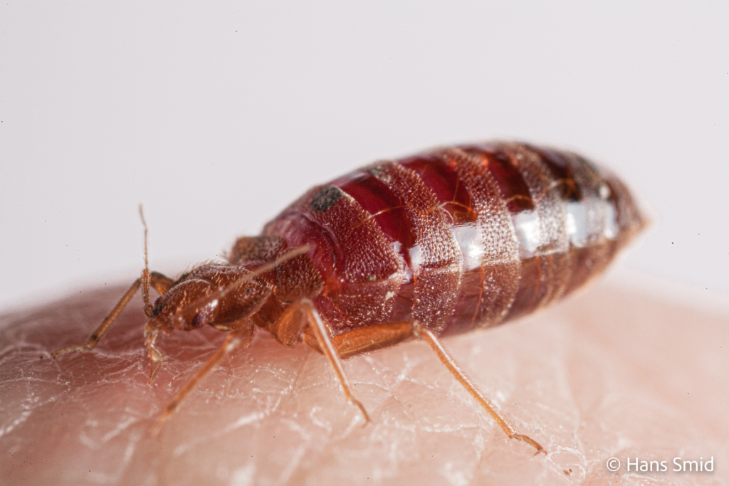Cimex lectularius Bedbug 007