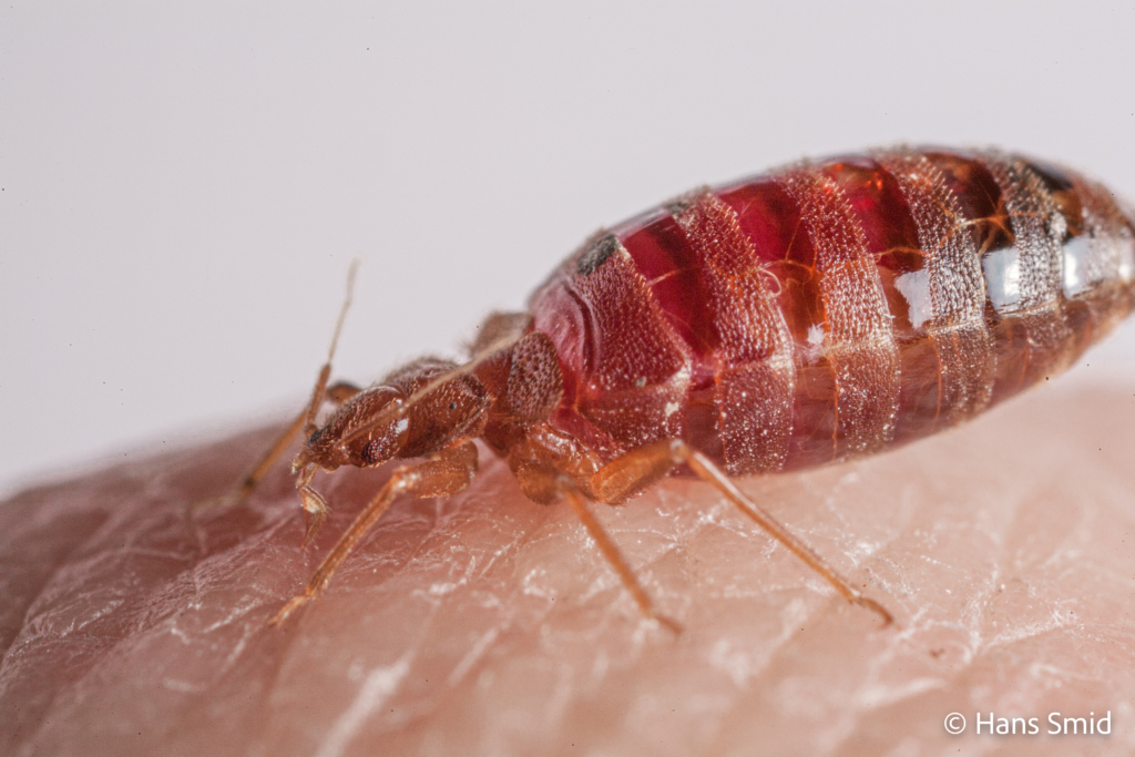 Cimex lectularius Bedbug 008