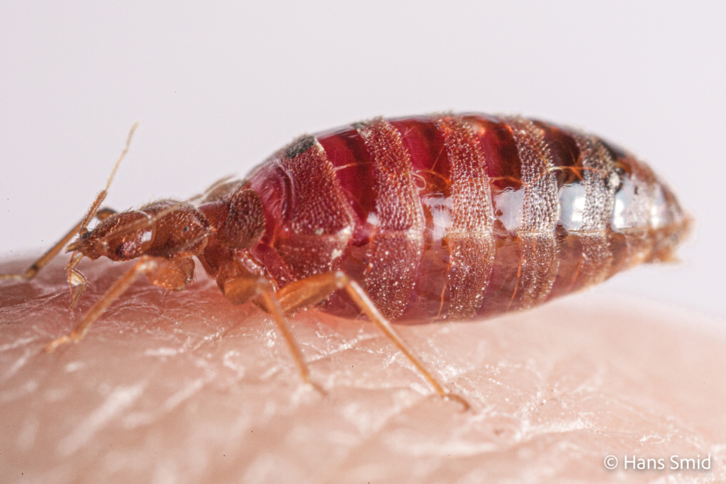 Cimex lectularius Bedbug 009