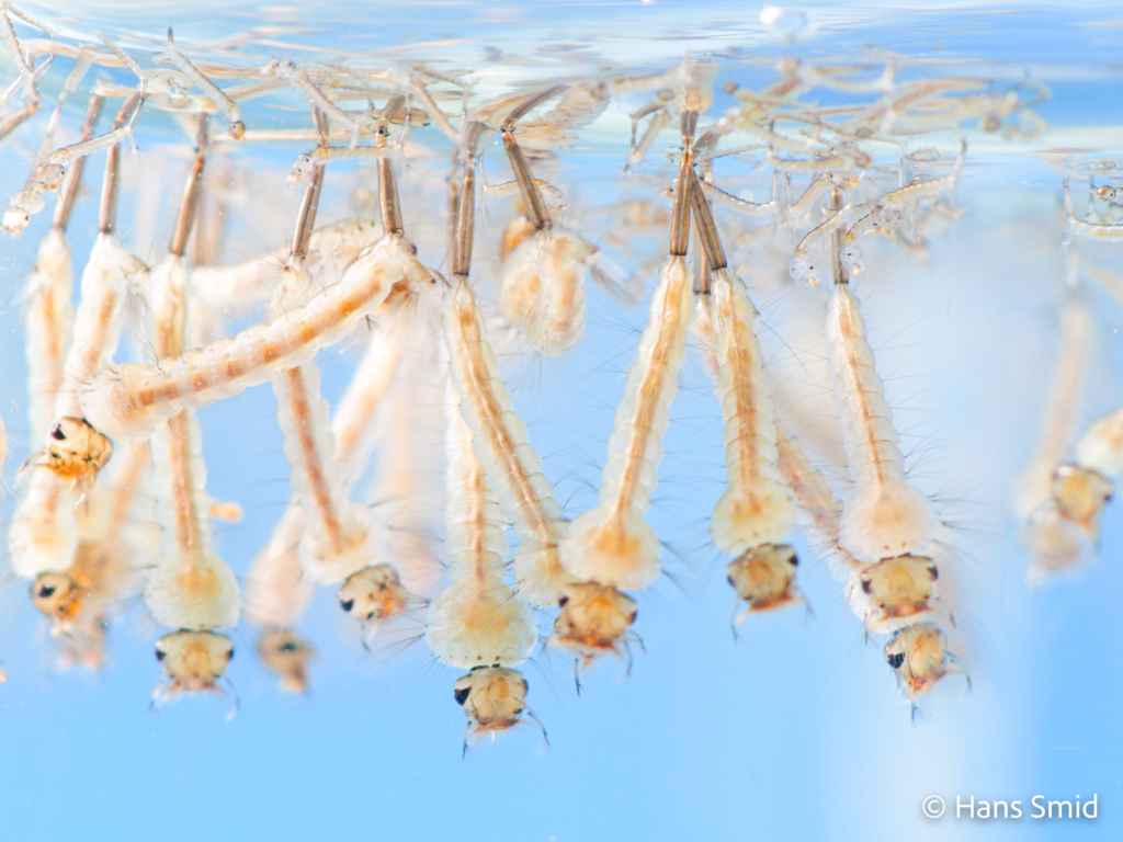 Culex pipiens common house mosquito 2nd and 4th instar larvae 001