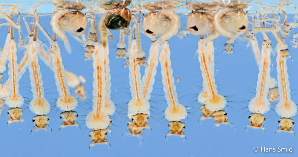 Culex pipiens common house mosquito 2nd and 4th instar larvae and pupa 001