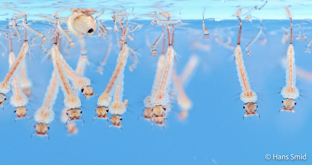 Culex pipiens common house mosquito 2nd and 4th instar larvae and pupa 003