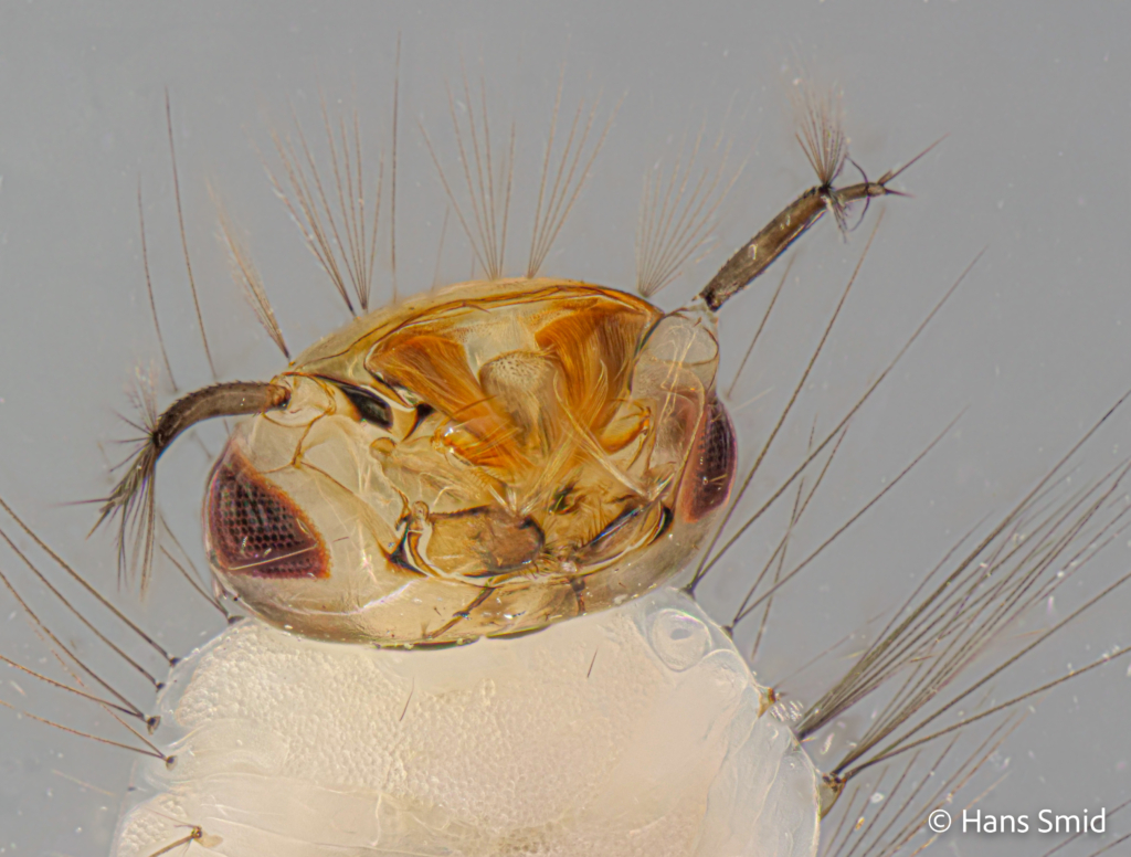 Culex pipiens common house mosquito 4th instar larva head 001