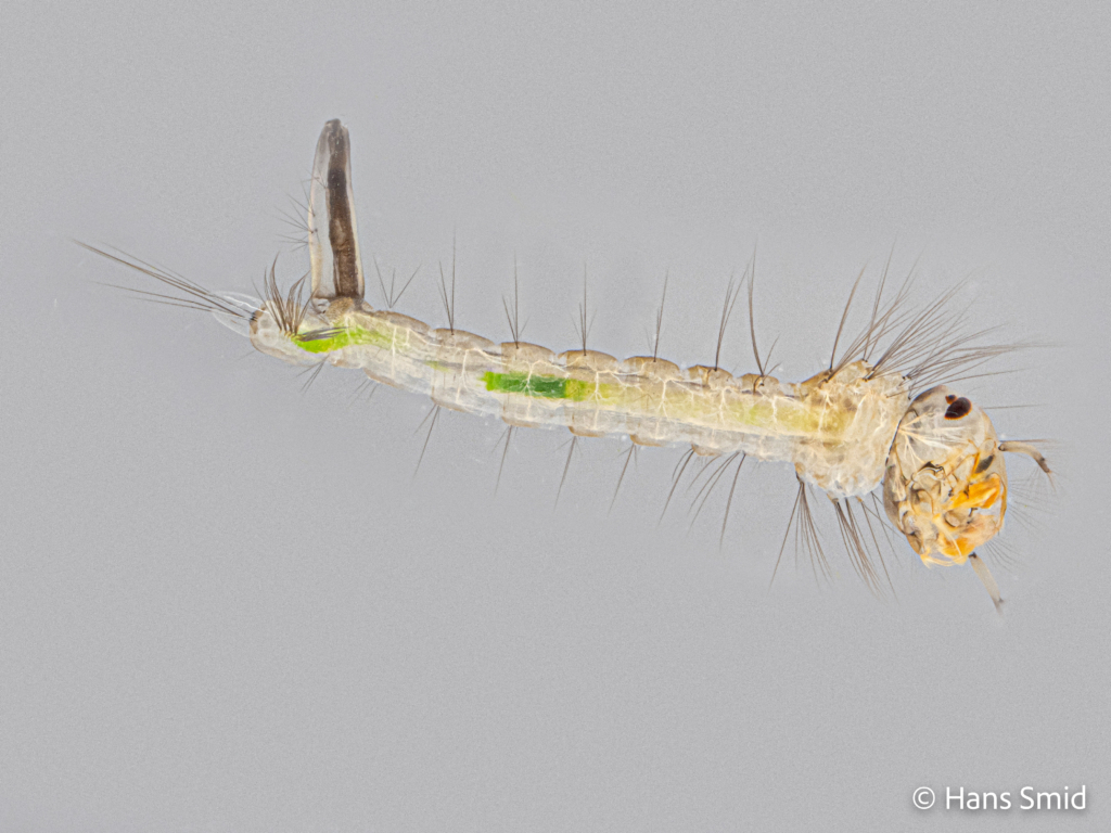 Culex pipiens common house mosquito 4th instar larve grey background 001
