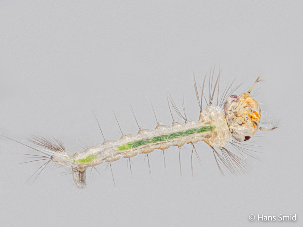 Culex pipiens common house mosquito 4th instar larve grey background 002