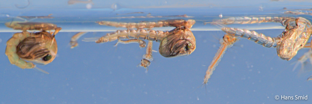 Culex pipiens common house mosquito Pupa stretching out and exuvium 001