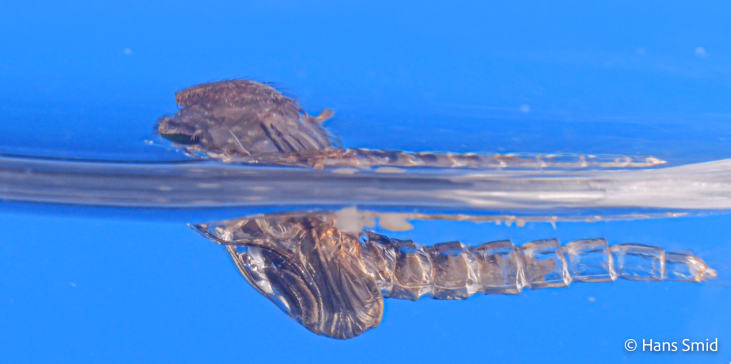 Culex pipiens common house mosquito adult emerging from pupa 001