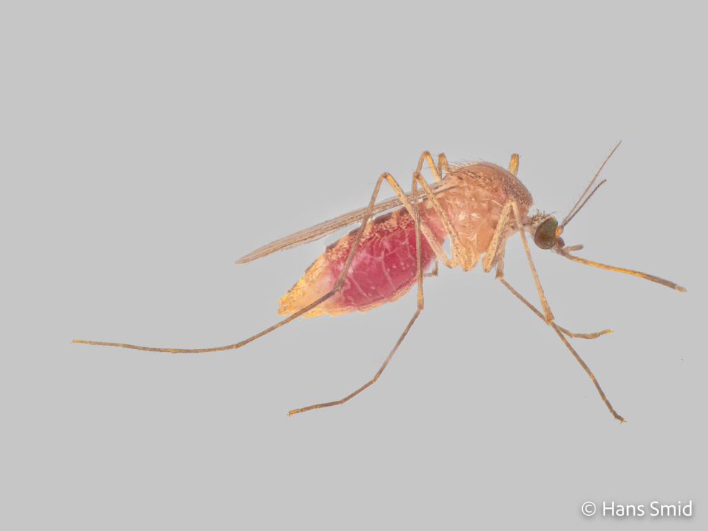 Culex pipiens common house mosquito adult female bloodfed grey background 002