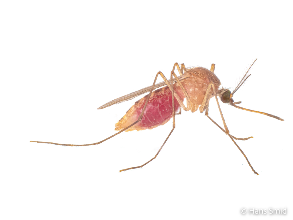 Culex pipiens common house mosquito adult female bloodfed white background 001