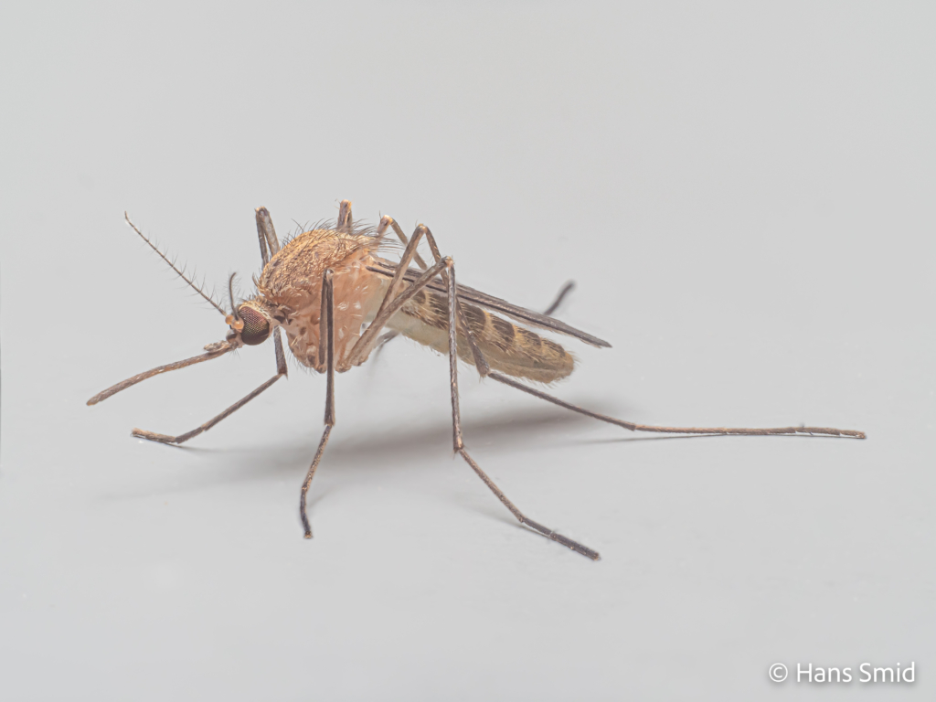Culex pipiens common house mosquito adult female grey background 001
