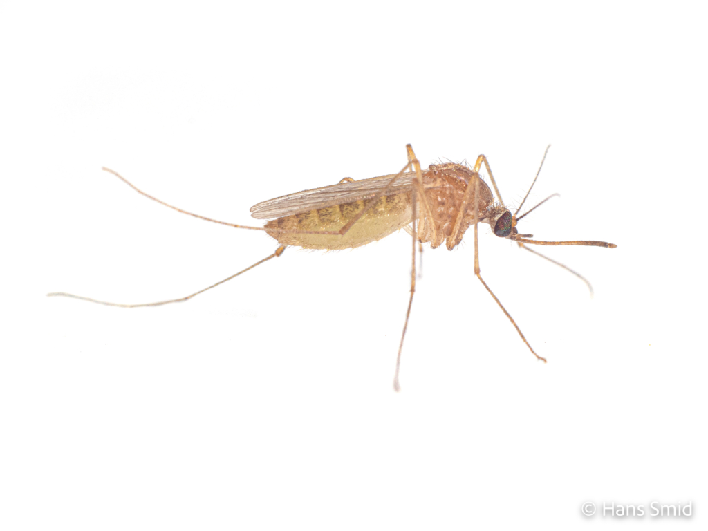 Culex pipiens common house mosquito adult female white background 001