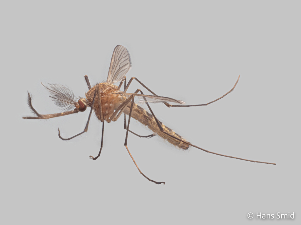 Culex pipiens common house mosquito adult male grey background 001