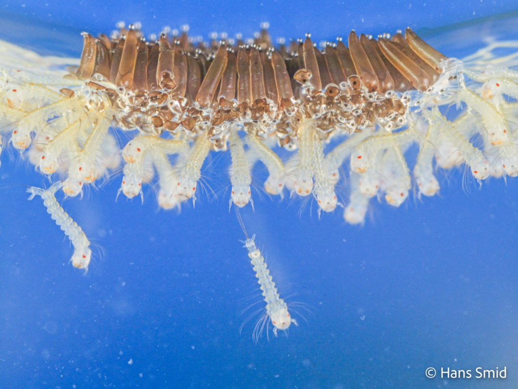 Culex pipiens common house mosquito egg cluster with emerging L1 larvae 001