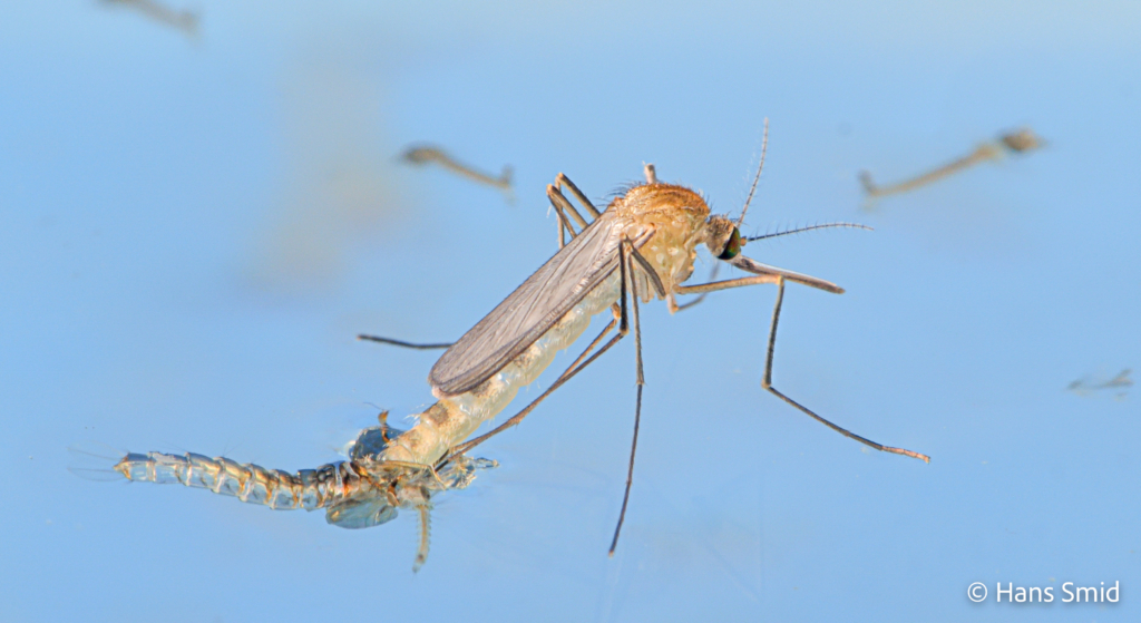 Culex pipiens common house mosquito female adult emerging 001