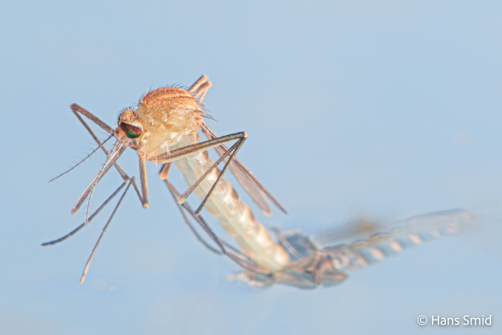 Culex pipiens common house mosquito female adult emerging 002