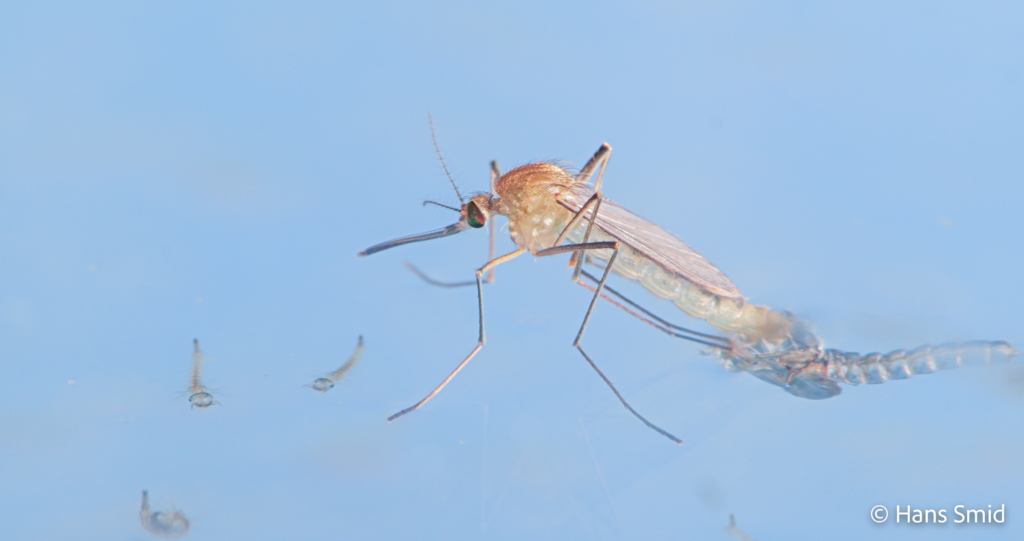 Culex pipiens common house mosquito female adult emerging 003