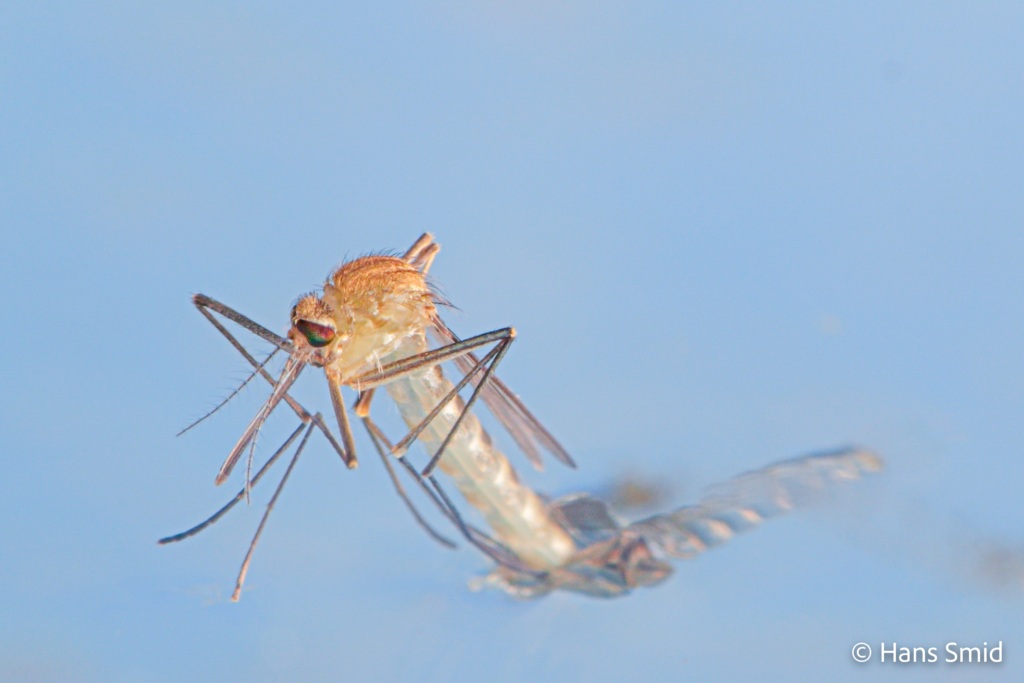 Culex pipiens common house mosquito female adult emerging 004