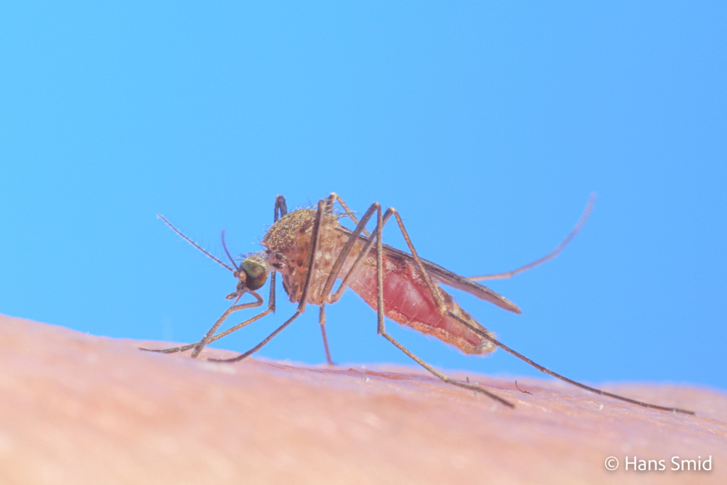 Culex pipiens common house mosquito female bloodfeeding on human skin 001