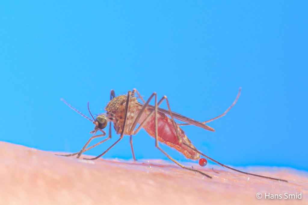 Culex pipiens common house mosquito female bloodfeeding on human skin 002