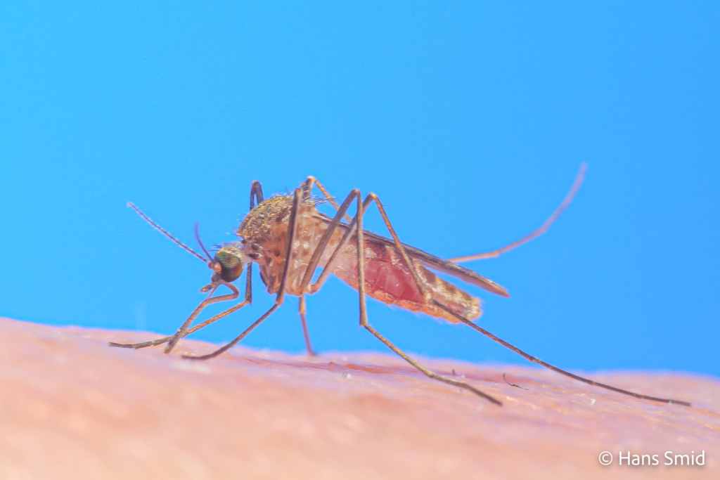 Culex pipiens common house mosquito female bloodfeeding on human skin 003