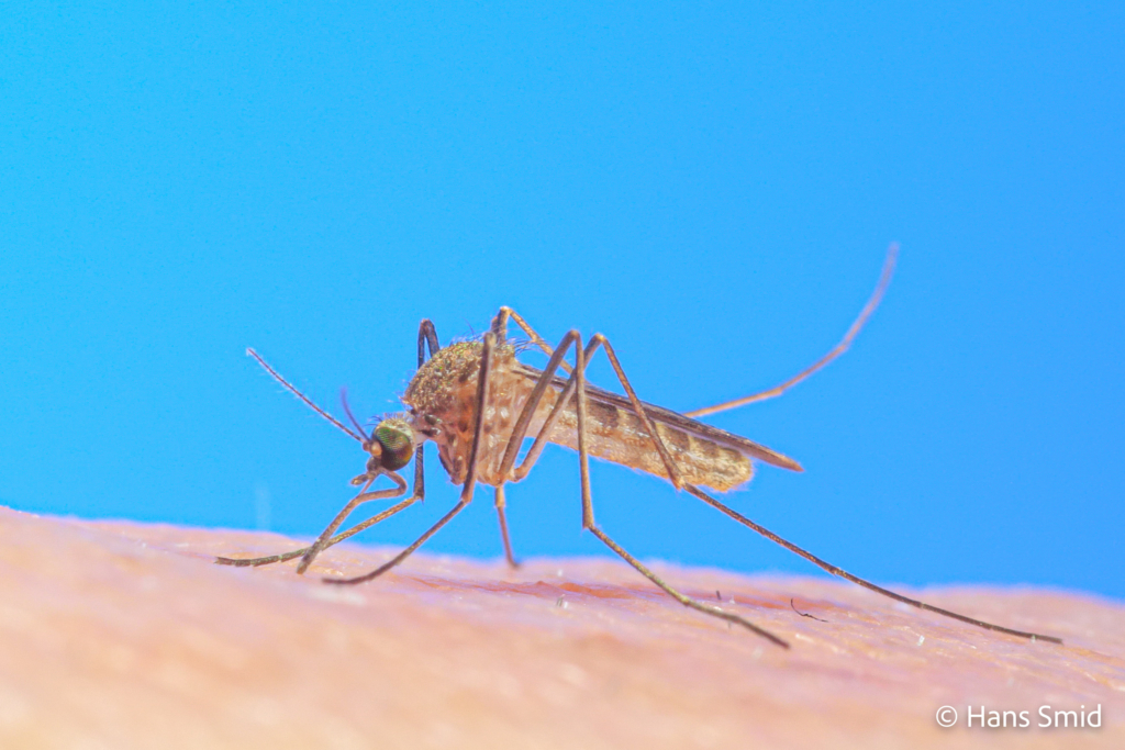 Culex pipiens common house mosquito female bloodfeeding on human skin 004