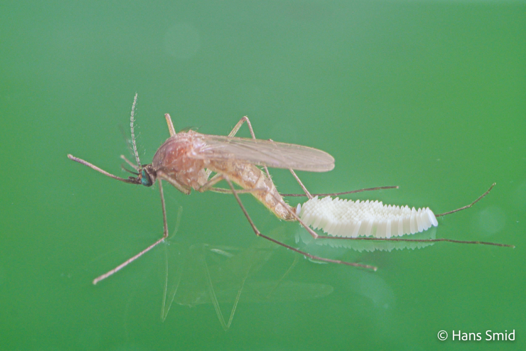 Culex pipiens common house mosquito female ovipositing on water surface 001