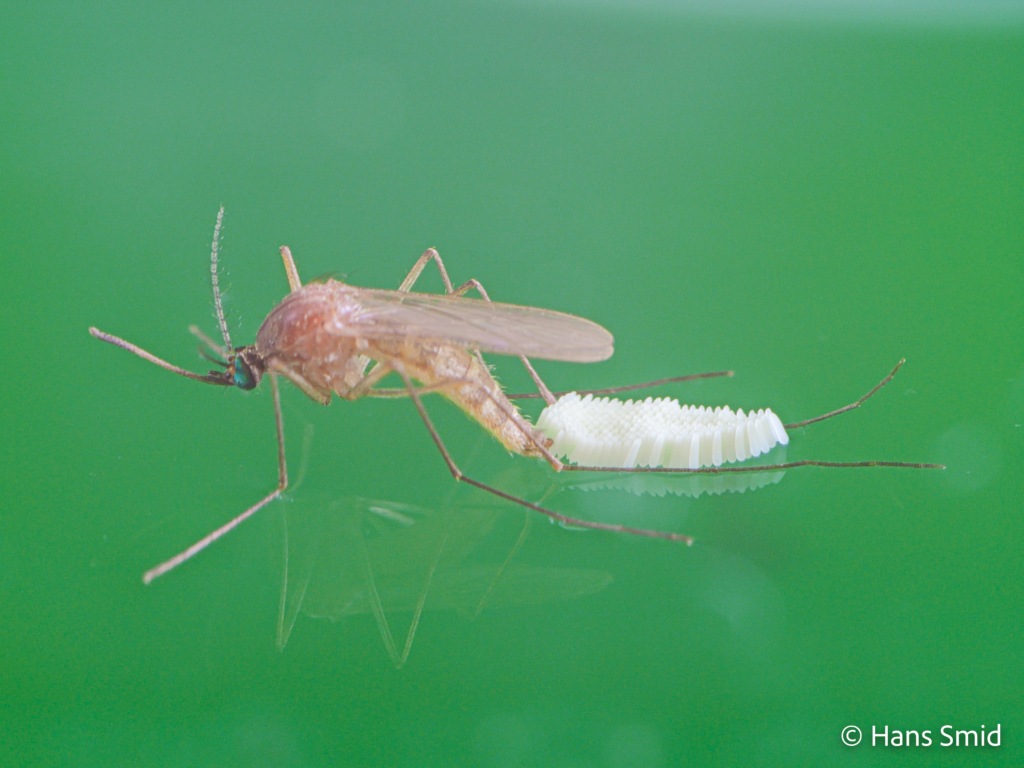 Culex pipiens common house mosquito female ovipositing on water surface 002