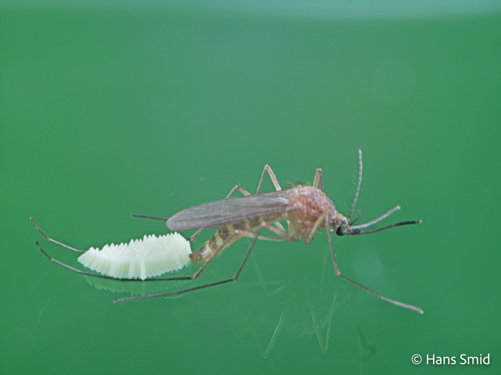 Culex pipiens common house mosquito female ovipositing on water surface 003