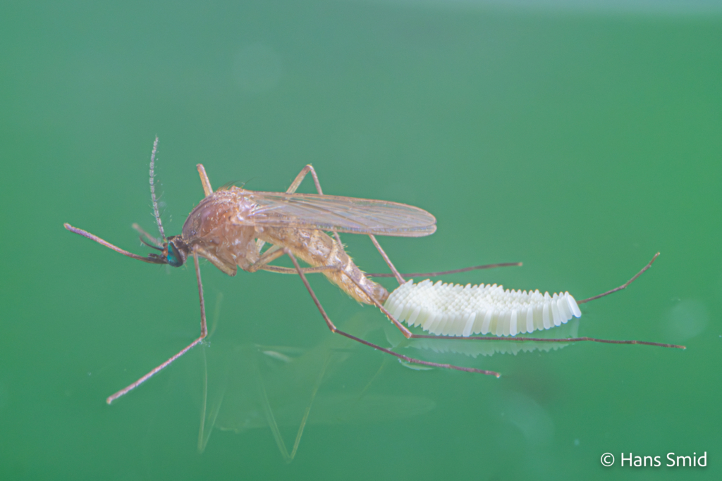 Culex pipiens common house mosquito female ovipositing on water surface 004