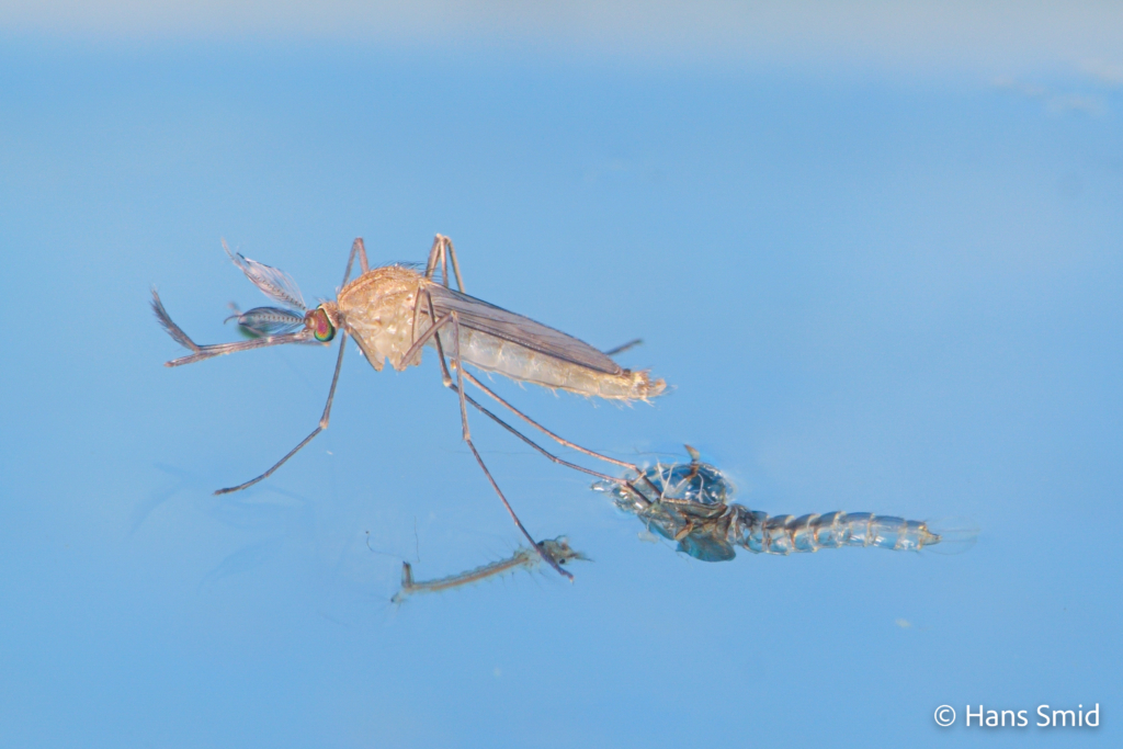 Culex pipiens common house mosquito male adult emerging 001