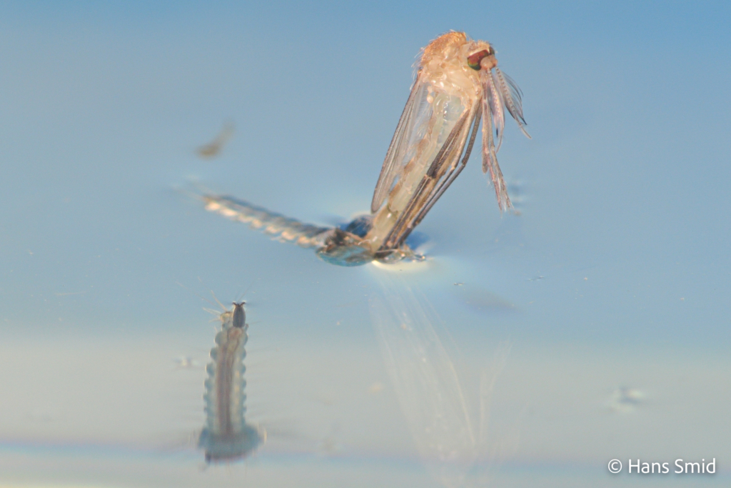 Culex pipiens common house mosquito male adult emerging 002