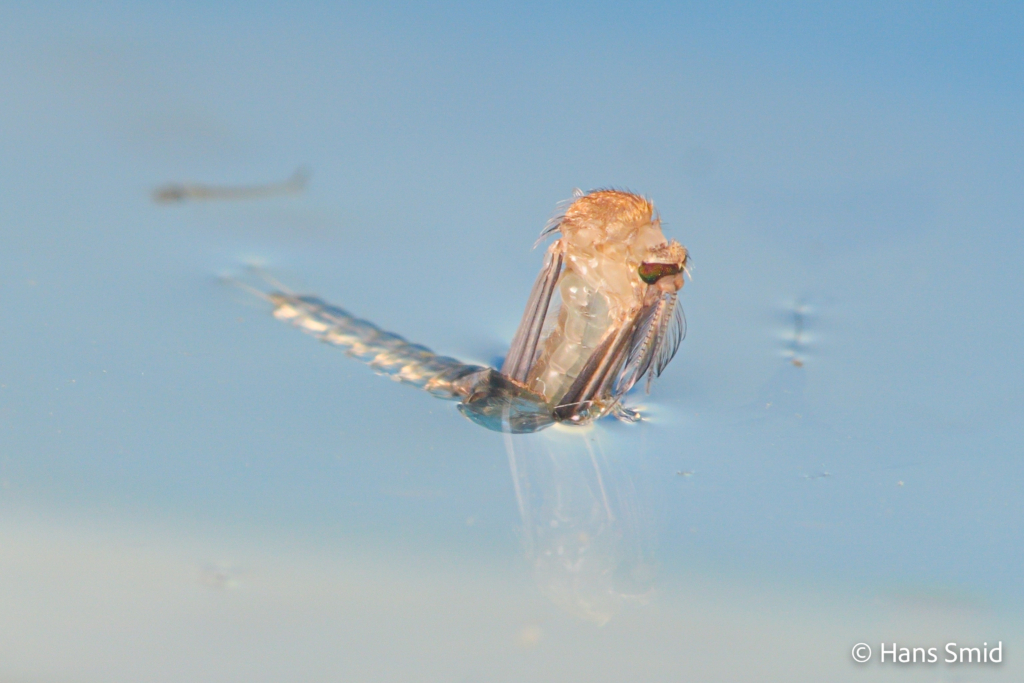 Culex pipiens common house mosquito male adult emerging 003