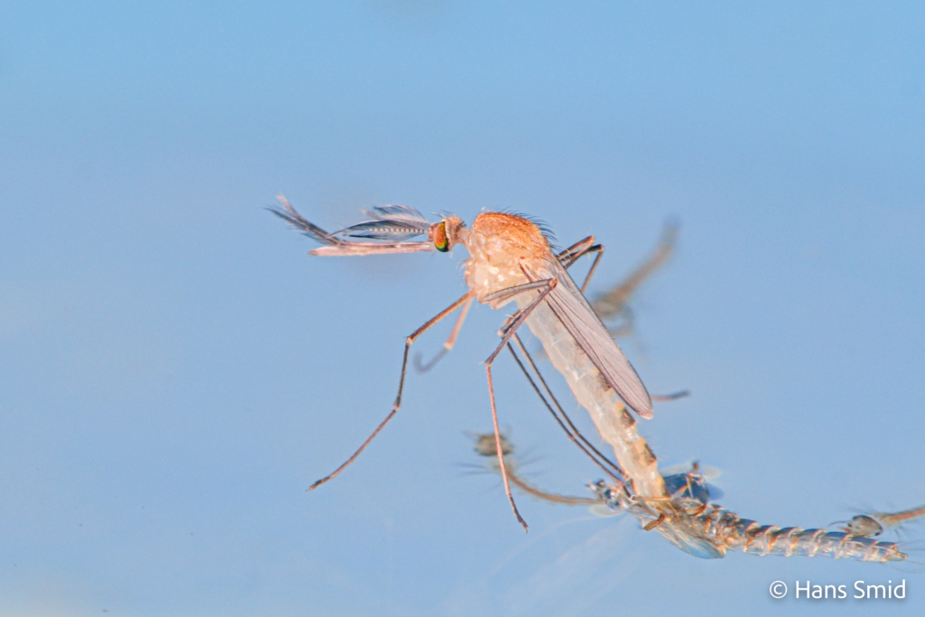 Culex pipiens common house mosquito male adult emerging 004