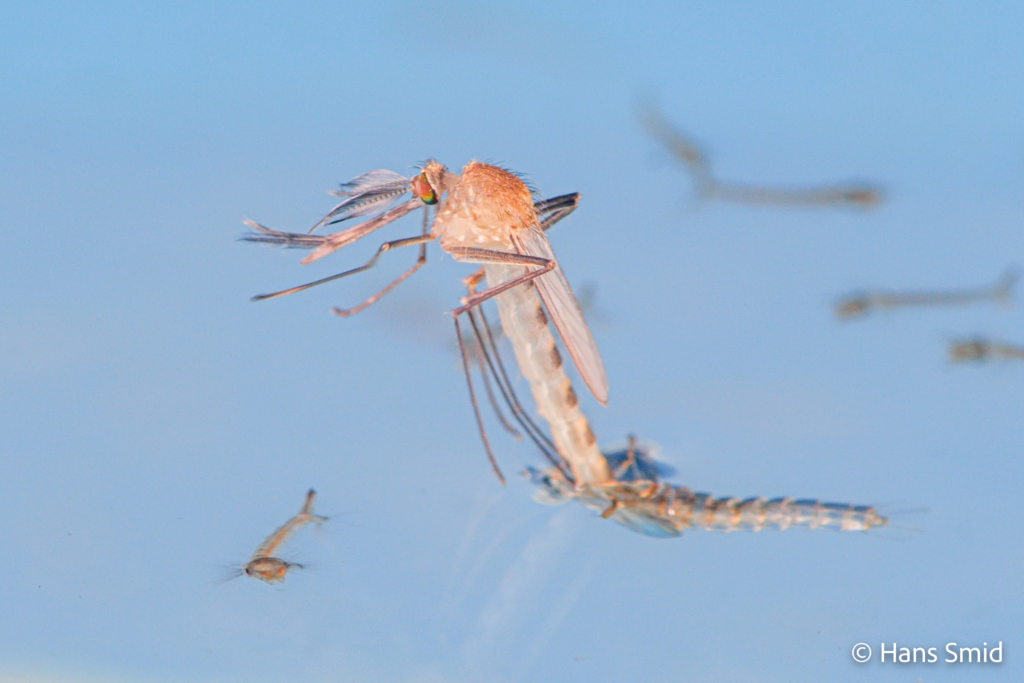 Culex pipiens common house mosquito male adult emerging 005