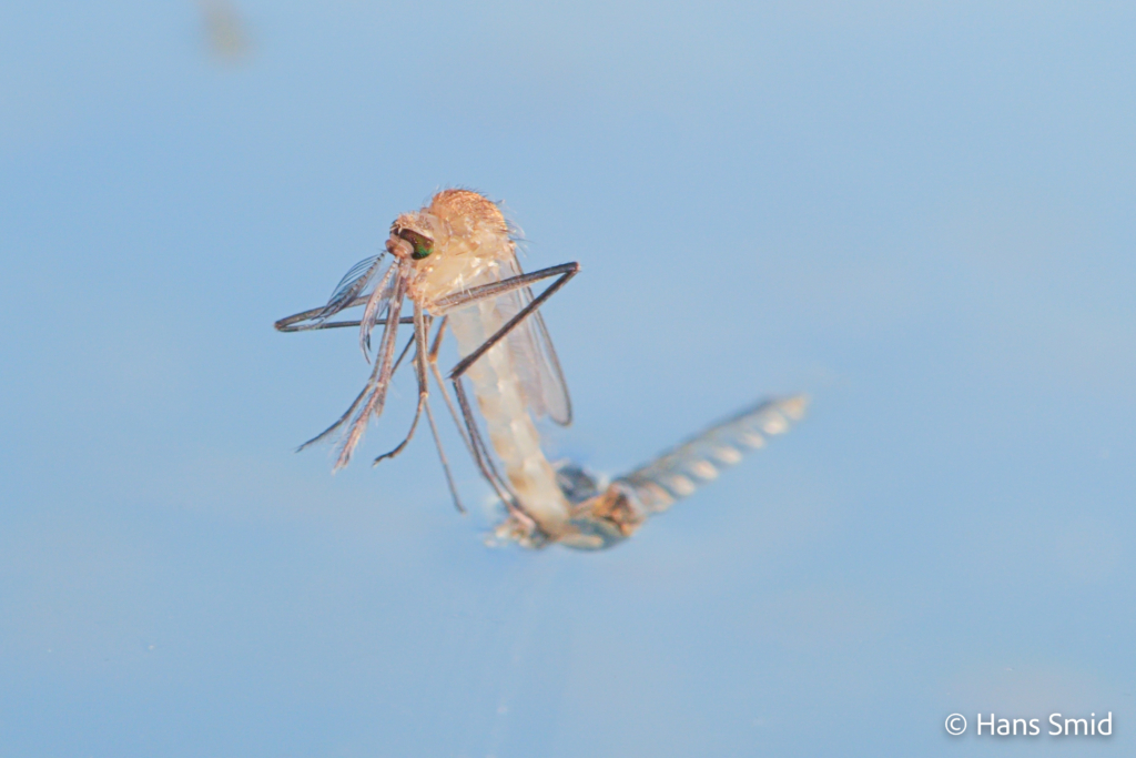 Culex pipiens common house mosquito male adult emerging 006