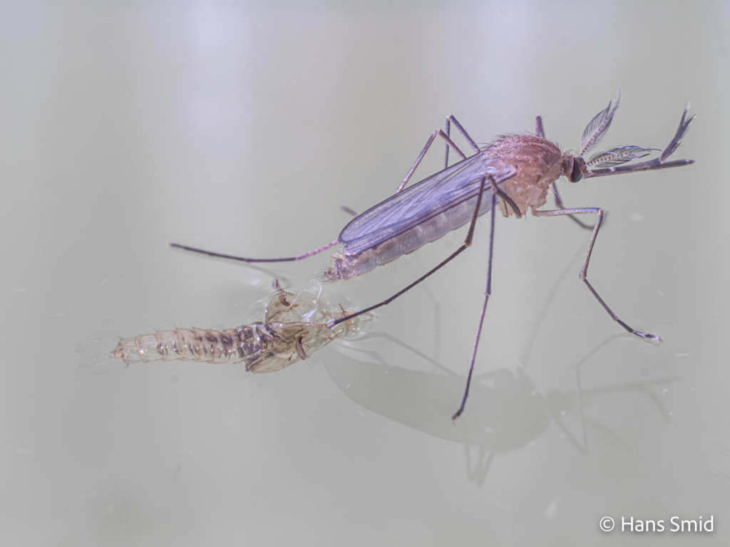 Culex pipiens common house mosquito male adult emerging 007 001