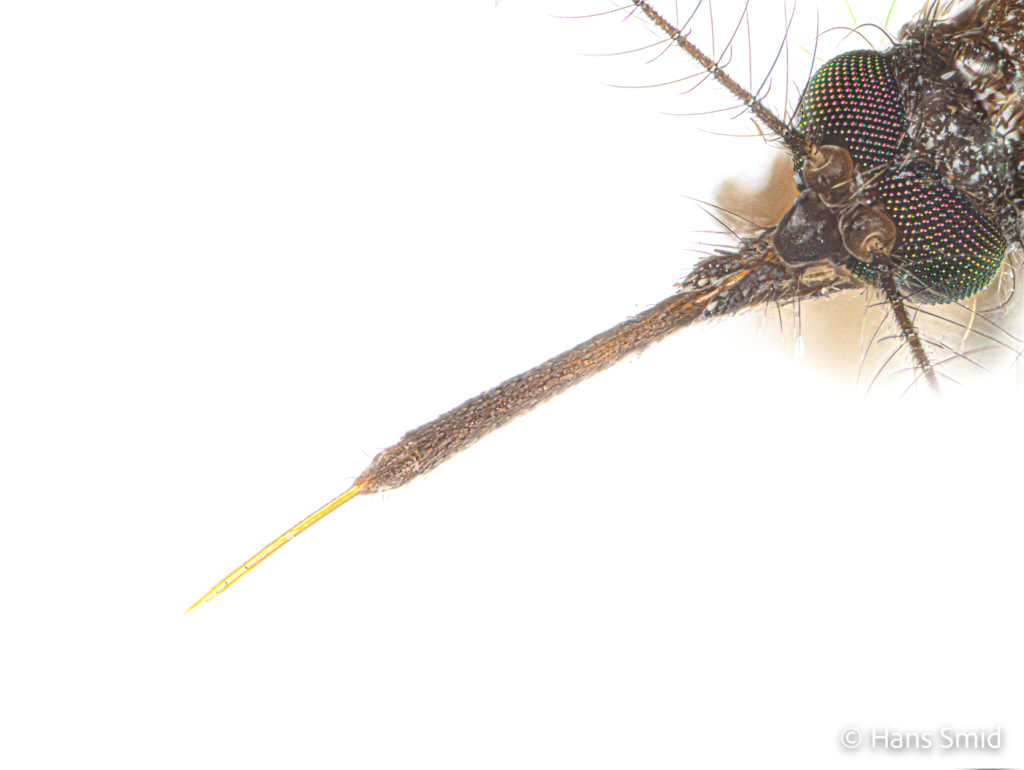 Culex pipiens common house mosquito proboscis with extended fascicle 001