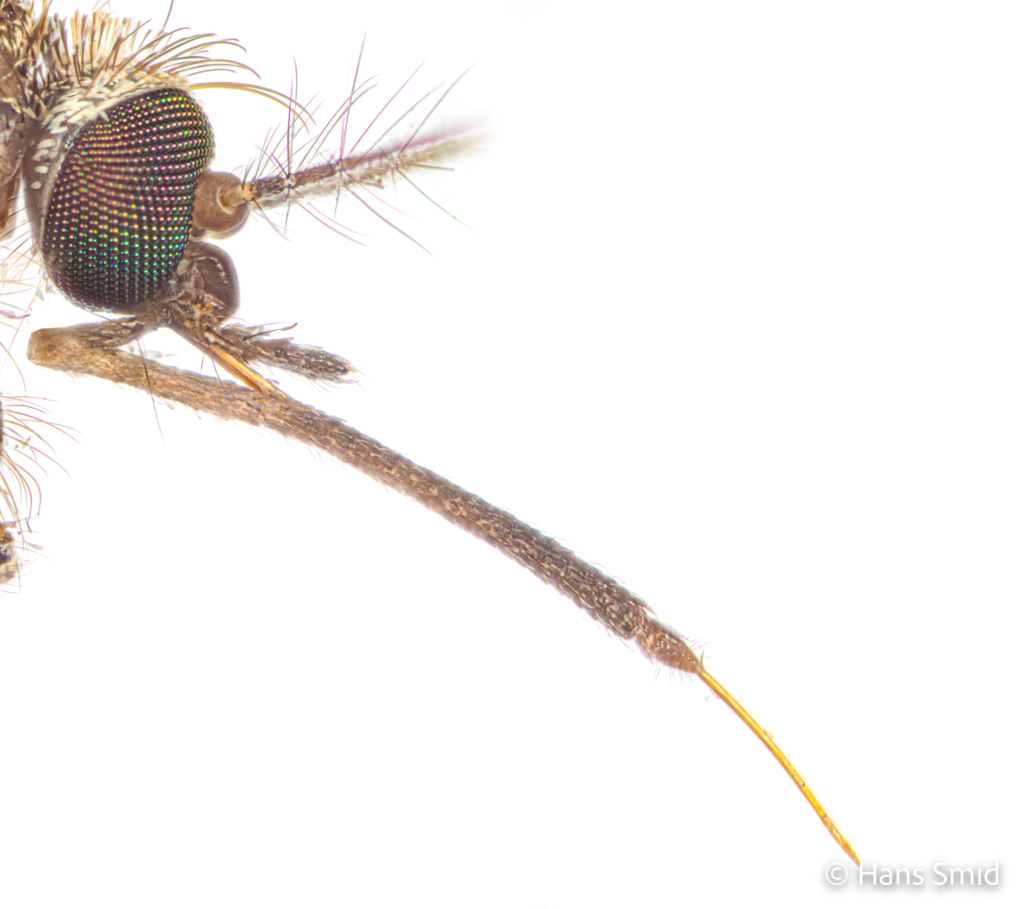 Culex pipiens common house mosquito proboscis with extended fascicle 002