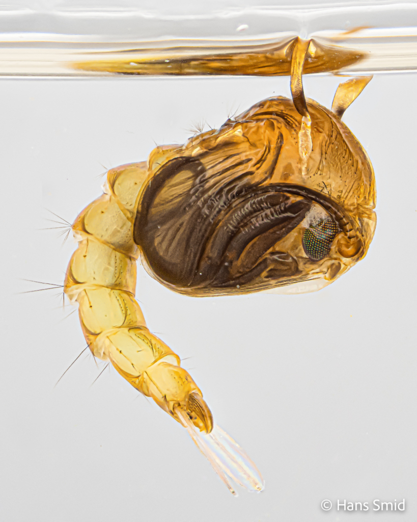 Culex pipiens common house mosquito pupa focusstack grey background 001