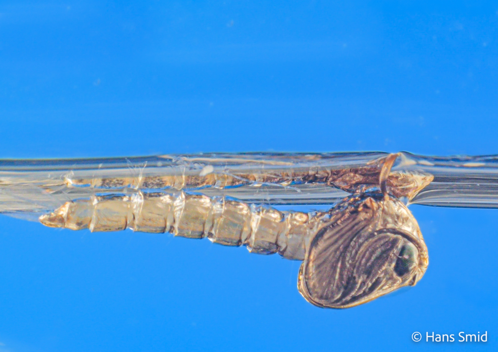 Culex pipiens common house mosquito pupa stretched before adult emergence 001