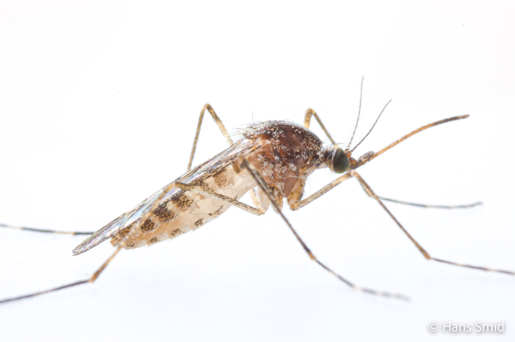 Culiseta annulata Banded mosquito female white background 001