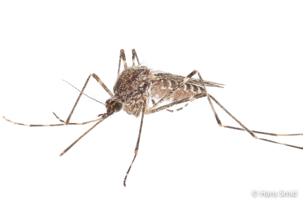 Culiseta annulata Banded mosquito female white background 002